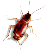 insects & Roach free transparent png image.