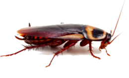 insects & roach free transparent png image.