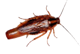 insects & Roach free transparent png image.