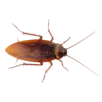 insects & Roach free transparent png image.