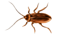 insects & Roach free transparent png image.