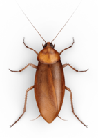 insects & roach free transparent png image.