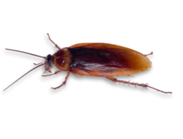 insects & roach free transparent png image.