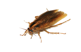 insects & roach free transparent png image.