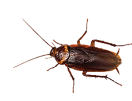 insects & roach free transparent png image.