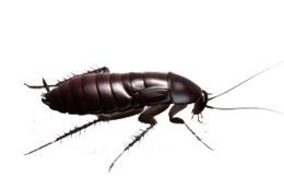 insects & Roach free transparent png image.