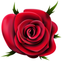 flowers & rose free transparent png image.