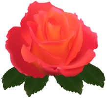 flowers & rose free transparent png image.