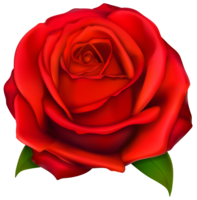 flowers & Rose free transparent png image.