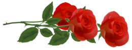 flowers & rose free transparent png image.