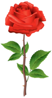 flowers & Rose free transparent png image.