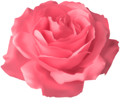 flowers & Rose free transparent png image.