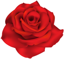 flowers & rose free transparent png image.