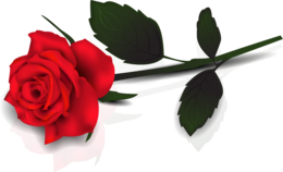 flowers & Rose free transparent png image.