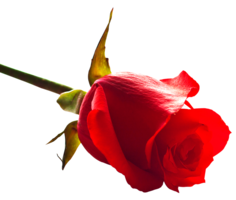 flowers & rose free transparent png image.