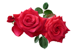 flowers & rose free transparent png image.