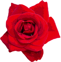 flowers & rose free transparent png image.