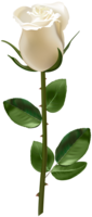 flowers & Rose free transparent png image.