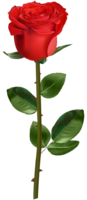 flowers & rose free transparent png image.