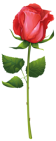 flowers & Rose free transparent png image.