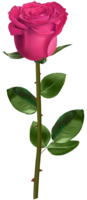 flowers & Rose free transparent png image.