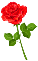 flowers & Rose free transparent png image.