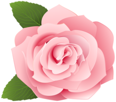 flowers & rose free transparent png image.