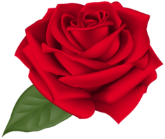 flowers & Rose free transparent png image.