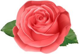 flowers & Rose free transparent png image.