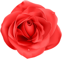 flowers & rose free transparent png image.