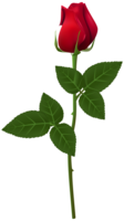 flowers & rose free transparent png image.