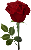 flowers & Rose free transparent png image.