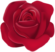 flowers & Rose free transparent png image.