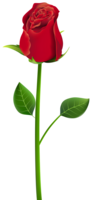 flowers & rose free transparent png image.