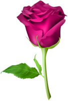 flowers & Rose free transparent png image.