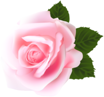 flowers & rose free transparent png image.