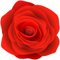 flowers & rose free transparent png image.