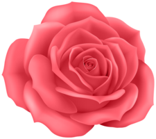 flowers & Rose free transparent png image.