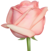 flowers & Rose free transparent png image.