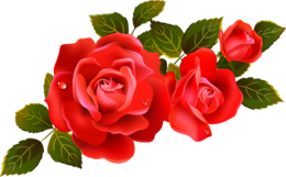 flowers & rose free transparent png image.