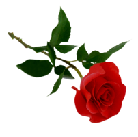 flowers & rose free transparent png image.