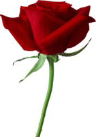 flowers & rose free transparent png image.