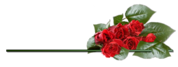 flowers & rose free transparent png image.