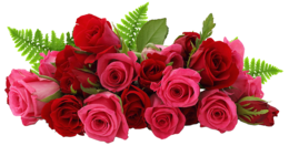 flowers & rose free transparent png image.