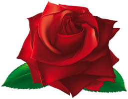 flowers & Rose free transparent png image.