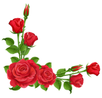 flowers & Rose free transparent png image.