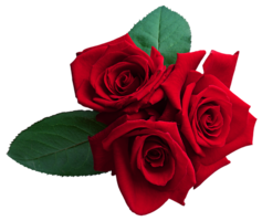 flowers & rose free transparent png image.