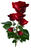 flowers & Rose free transparent png image.