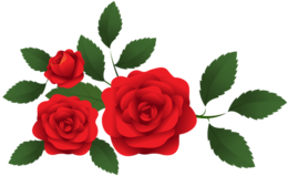 flowers & rose free transparent png image.