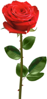 flowers & rose free transparent png image.